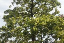 好上頭！岑溪街頭傳出“怪味”？！-岑溪生活—站式岑溪本地生活服務(wù)平臺(tái) www.liuxuelu.cn