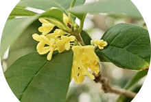 梧州路邊、街頭大量出現(xiàn)，香氣撲鼻，但不要采！不要吃！-岑溪生活—站式岑溪本地生活服務(wù)平臺(tái) www.liuxuelu.cn