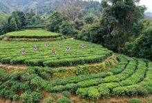 梧州六堡茶十大影響力品牌公布-岑溪生活—站式岑溪本地生活服務(wù)平臺 www.liuxuelu.cn