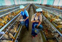 岑溪：生態(tài)養(yǎng)雞形成鄉(xiāng)村振興大產(chǎn)業(yè)-岑溪生活—站式岑溪本地生活服務(wù)平臺(tái) www.liuxuelu.cn