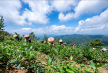 筋竹鎮(zhèn)：彩金潤桂茶 老區(qū)繪新篇-岑溪生活—站式岑溪本地生活服務(wù)平臺(tái) www.liuxuelu.cn