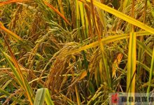 近5元1斤，年產(chǎn)值百萬元！天平鎮(zhèn)富硒水稻“富硒”又“富民”-岑溪生活—站式岑溪本地生活服務(wù)平臺 www.liuxuelu.cn