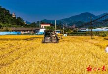 科技服務(wù)催生增收“金果子”丨梧州市聚焦農(nóng)業(yè)特色產(chǎn)業(yè)技術(shù)攻關(guān)推動科技成果轉(zhuǎn)化-岑溪生活—站式岑溪本地生活服務(wù)平臺 www.liuxuelu.cn