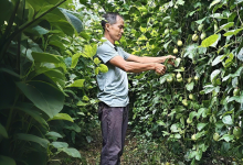 豐收啦！很多岑溪人愛吃……-岑溪生活—站式岑溪本地生活服務(wù)平臺(tái) www.liuxuelu.cn