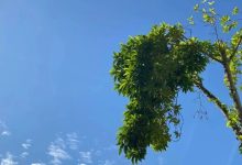 未來一周維持晴好天氣格局，新一輪冷空氣將在何時來打卡？-岑溪生活—站式岑溪本地生活服務(wù)平臺 www.liuxuelu.cn