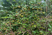 岑溪軟枝油茶賦-岑溪生活—站式岑溪本地生活服務(wù)平臺(tái) www.liuxuelu.cn