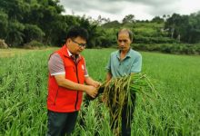 致富帶頭 幸福共建? |韋彥：田野里的“科技尖兵”-岑溪生活—站式岑溪本地生活服務(wù)平臺(tái) www.liuxuelu.cn