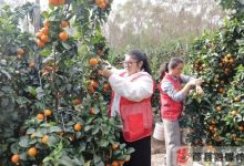 藤縣金秋砂糖橘搶“鮮”上市-岑溪生活—站式岑溪本地生活服務(wù)平臺 www.liuxuelu.cn