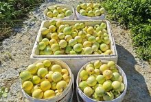 【星耀岑溪?】誠諫鎮(zhèn)黎垌村：黨群互助組 產(chǎn)業(yè)共富路-岑溪生活—站式岑溪本地生活服務平臺 www.liuxuelu.cn