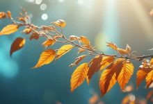 今日進(jìn)入大雪節(jié)氣，未來(lái)幾天我市天氣“晴”歌高唱......-岑溪生活—站式岑溪本地生活服務(wù)平臺(tái) www.liuxuelu.cn