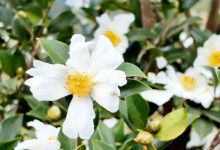 岑溪“初雪”已上線！-岑溪生活—站式岑溪本地生活服務(wù)平臺(tái) www.liuxuelu.cn