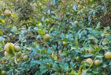 岑溪油茶喜獲豐收：?jiǎn)沃戤a(chǎn)量超百斤，畝產(chǎn)突破兩千斤-岑溪生活—站式岑溪本地生活服務(wù)平臺(tái) www.liuxuelu.cn