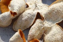 天平鎮(zhèn):盤活村集體資產(chǎn) 發(fā)展陳皮柑產(chǎn)業(yè) 助農(nóng)增收-岑溪生活—站式岑溪本地生活服務平臺 www.liuxuelu.cn