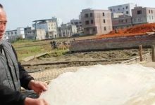 石磨轉(zhuǎn)出致富路：一碗米粉里的三堡答案-岑溪生活—站式岑溪本地生活服務(wù)平臺(tái) www.liuxuelu.cn