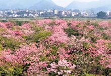 藏不住了！岑溪這處“粉色仙境”-岑溪生活—站式岑溪本地生活服務平臺 www.liuxuelu.cn