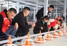 三堡鎮(zhèn)孔龍村：先鋒鏈上“養(yǎng)殖鏈” 金雞叩開(kāi)“共富門(mén)”-岑溪生活—站式岑溪本地生活服務(wù)平臺(tái) www.liuxuelu.cn