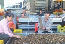 超1.5億元！岑溪軟枝油茶成為“綠色銀行”！-岑溪生活—站式岑溪本地生活服務(wù)平臺(tái) www.liuxuelu.cn