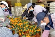 搶“鮮”一步！你以為砂糖橘還在樹上嗎？不！梧州人已經(jīng)炫嘴里了-岑溪生活—站式岑溪本地生活服務(wù)平臺 www.liuxuelu.cn