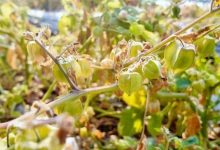 東北“金果”在岑溪首種成功！-岑溪生活—站式岑溪本地生活服務(wù)平臺(tái) www.liuxuelu.cn