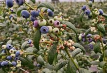 AI種出來的“實力派”！梧州藍莓，顛覆你對蛋糕裝飾的想象-岑溪生活—站式岑溪本地生活服務(wù)平臺 www.liuxuelu.cn