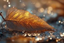 未來兩天早晚氣溫低，大部地方將有霜凍出現(xiàn)，請注意防御~-岑溪生活—站式岑溪本地生活服務(wù)平臺 www.liuxuelu.cn