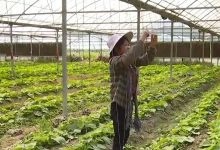 冬閑田變?cè)鍪仗镓星锒N面積突破110萬畝-岑溪生活—站式岑溪本地生活服務(wù)平臺(tái) www.liuxuelu.cn