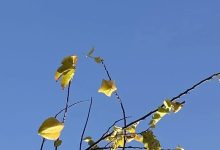 今日空氣相對濕度跌至20%左右，未來兩天持續(xù)晴燥模式~-岑溪生活—站式岑溪本地生活服務(wù)平臺 www.liuxuelu.cn