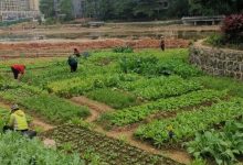 龍湖公園跑道綠化帶周邊被占用種菜-岑溪生活—站式岑溪本地生活服務平臺 www.liuxuelu.cn