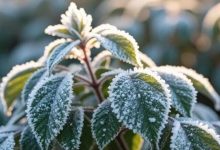 未來兩天早晚氣溫持續(xù)低位運行，各地霜凍預(yù)警信號仍在生效中~-岑溪生活—站式岑溪本地生活服務(wù)平臺 www.liuxuelu.cn