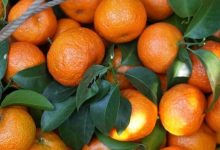 藤縣4.2萬(wàn)畝砂糖橘喜獲豐收-岑溪生活—站式岑溪本地生活服務(wù)平臺(tái) www.liuxuelu.cn