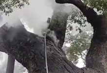 樹齡1200年古樟持續(xù)燃燒7小時，只因倆小孩隨手扔爆竹……-岑溪生活—站式岑溪本地生活服務平臺 www.liuxuelu.cn