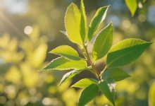 未來(lái)兩天天氣逐漸轉(zhuǎn)好，最高氣溫升至......-岑溪生活—站式岑溪本地生活服務(wù)平臺(tái) www.liuxuelu.cn